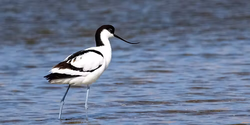 Sold out: \u041f\u0442\u0438\u0446\u0438\u0442\u0435 \u043d\u0430 \u0421\u0430\u043a\u0430\u0440 \u0438 \u0411\u0443\u0440\u0433\u0430\u0441 \u2013 \u043f\u0440\u043e\u043b\u0435\u0442\u043d\u0430 \u043c\u0438\u0433\u0440\u0430\u0446\u0438\u044f