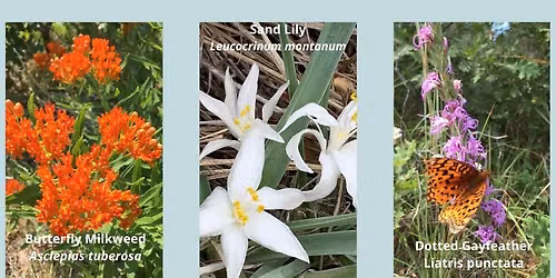 Wild Flower Wednesday