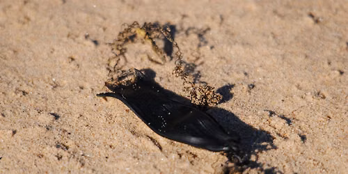 Searching for sharks (Family Event) NWT Holme Dunes