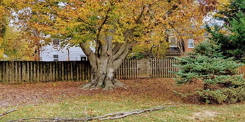 Volunteer Workday: Invasive Removal at Beech Forest Grove