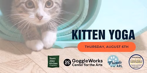 Kitten Yoga