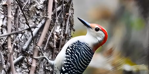 Bird Walk at North Murfreesboro Greenway