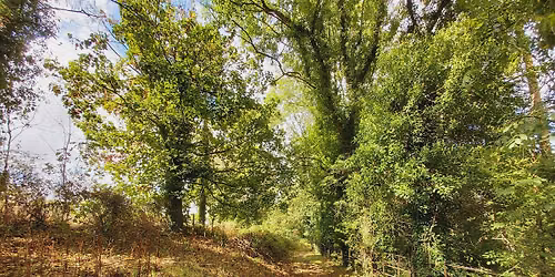 Guided Walk: Wessington Wood & Pasture & Pear Tree Walk