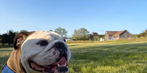 Hudson's Bulldog meet up! - All bully breeds welcome!