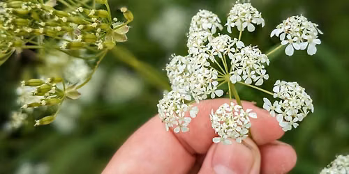 Canterbury Riverside Family Foraging