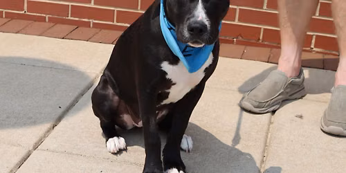 AFH @ First Annual Angel Fund Strut Your Mutt 5K