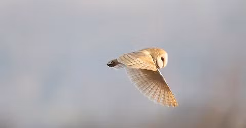 Owls in the Wild Weekender