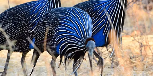 SAFARI SHOW