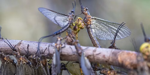 4-H Entomology Club - Mayflies