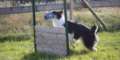 Rallylydighetstevne hos Notodden hundeklubb 5-6\/9-2026