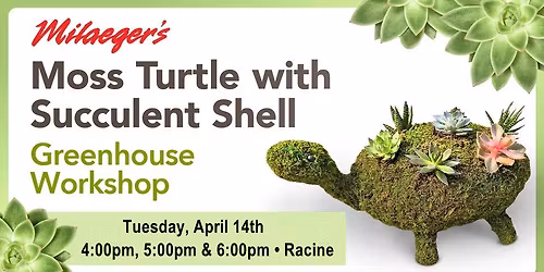 Moss Turtle with Succulent Shell Workshop