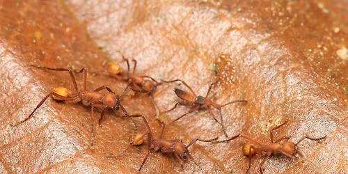 Myreg\u00e6ster v. Hjalte Kj\u00e6rby