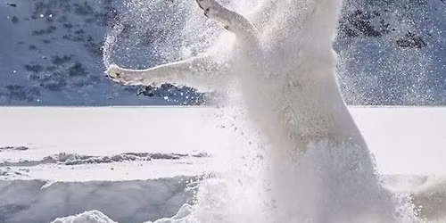 Midtnorsk Adferdssenter \/\/ \u2b50\ufe0f\u2764\ufe0f\u200d\ud83d\udd25NYTT\u00c5RSTREFF\u2764\ufe0f\u200d\ud83d\udd25\u2b50\ufe0f - Trondheim 