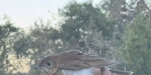 Jekyll Island Banding Station (JIBS) Trip