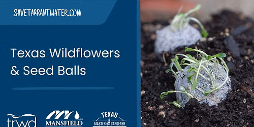 Texas Wildflowers and Seed Balls 