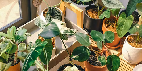 Plant Sale
