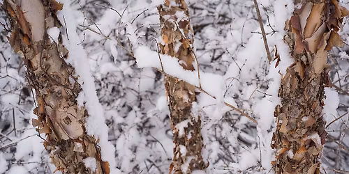 One Trail Twelve Times