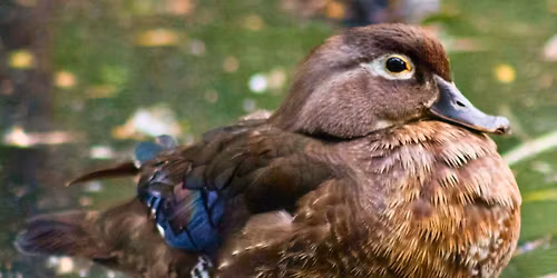 Forest Feminism: Rethinking Nature on International Women\u2019s Day in High Park