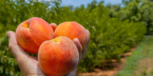 Atlanta Day Tour to Henry County: Helicopters, Farm Tour & Outlet Visit