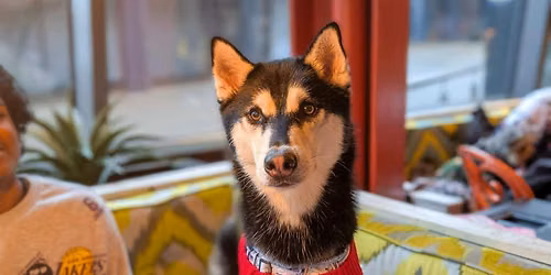 Liverpool - King Sized Canines Christmas Tour\ud83c\udf84