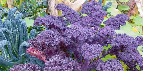 2026 Brownridge-Turnage Family Reunion Rooted in Legacy, Blooming in Love - PLEASE SHARE