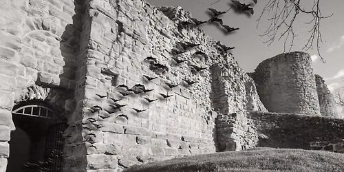 Bat walk at the Castle (16+)