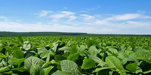 Maryland Crop Scouting School at WYE