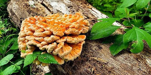 Eat the Neighborhood Foraging Walk: Wolf Lake