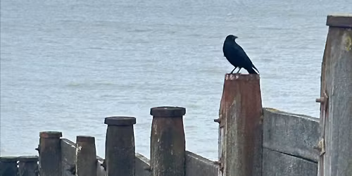 Wild About Whitstable Nature Treasure Hunt