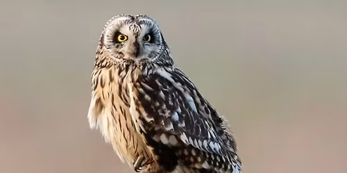 Crafty Kids & Awesome Owls