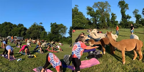 Alpaca Yoga with Forever Paws Animal Shelter Encore!!!