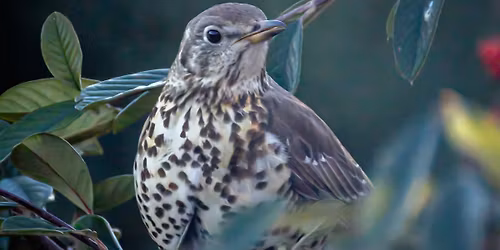 Horsell Common (Heather Farm)