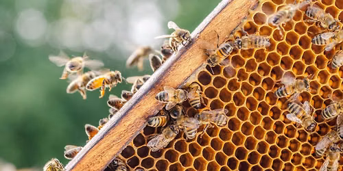 FREE Basic Beekeeping Microcredential
