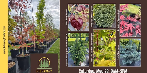 \ud83c\udf33Tree Sale at Hideaway Tree Farm\ud83c\udf33