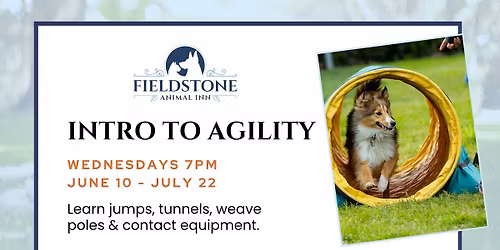 Dog Training Class: Agility Foundations