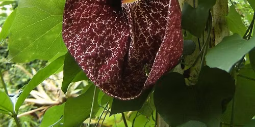 Garden Talk and Plant Sale