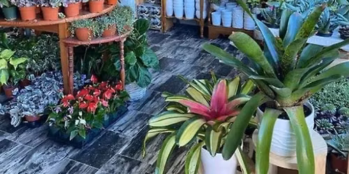 Houseplants 101 - Wednesday November 19th, 6:30pm - 8:30pm