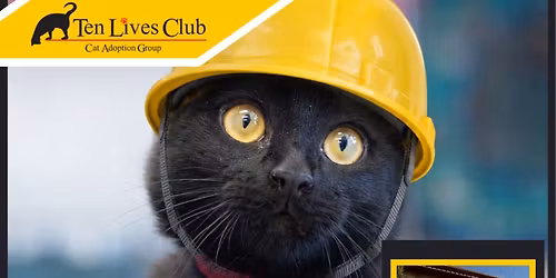 Kitty Construction Crew Adoption Event 