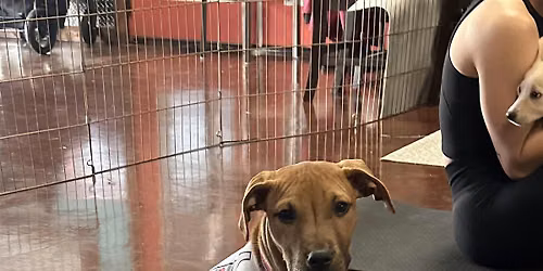 Sunday Funday Puppy Yoga~ June 28 @1:00 at Third Wheel Brewing in St Peters