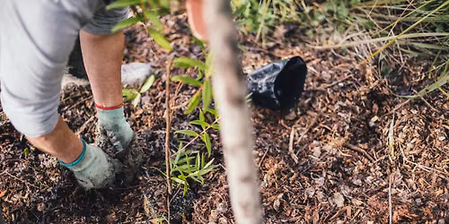 Matariki Planting with Laingholm Restoration Ruatuna