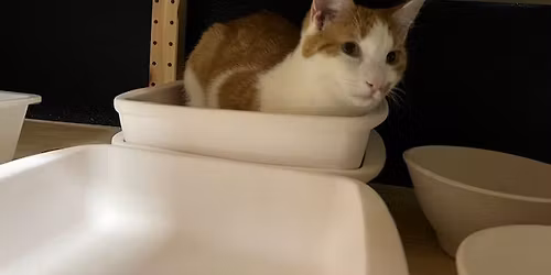 Christmas Painting With Cats and Kittens!