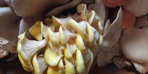 Oyster mushroom reusable bucket masterclass and mushroom tasting experience 