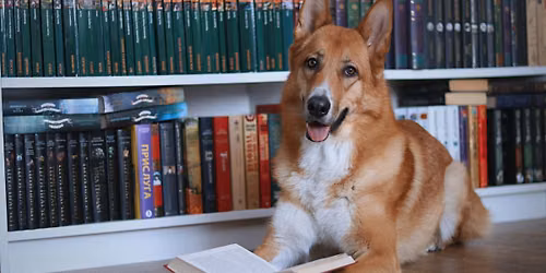 Dog and a Book