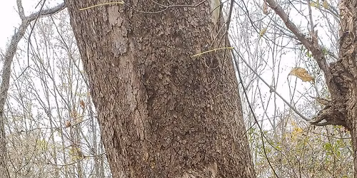 Local Ecological Knowledge and Revised Storytelling for Biodiversity Conservation