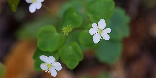 Spring Wildflowers of Upland Deciduous Forests of Georgia