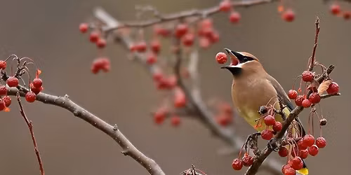 UU Chalice Circle. - Gratitude NOV 22 (FB IS WRONG)