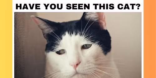 Have You Seen This Cat? @ Funky Monkey