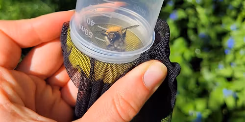 Bumblebee ID Day - The Ridgeway