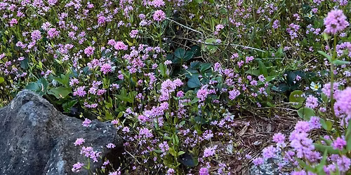 Corvallis Chapter November Meeting--Hybrid