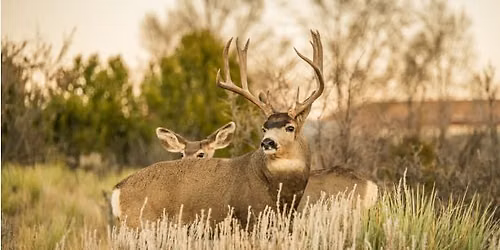 "Oh, Deer!" \ud83e\udd8c at Santa Fe Trail Days w\/ Taylor Mosley!